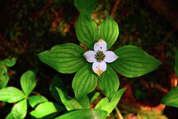 Wall Art featuring the photograph Bunchberry Or Cornus Canadensis by Raymond Salani III