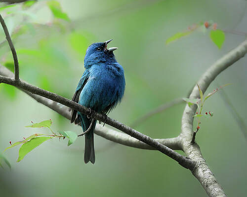 Beautiful Wall Art featuring the photograph Bunting by James Overesch
