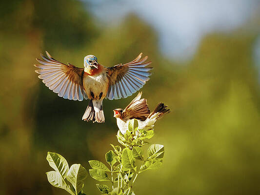 Nature Photograph - Buntings Breakfast by Jean Noren
