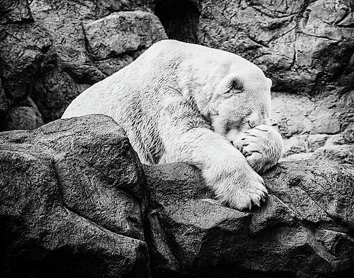 Wildlife Photograph - Burden, Silence, Resignation by Robert Niemeier