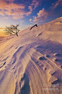 Dramatic Photograph - Buried Tree In Snow, Peak District, England by Neale And Judith Clark