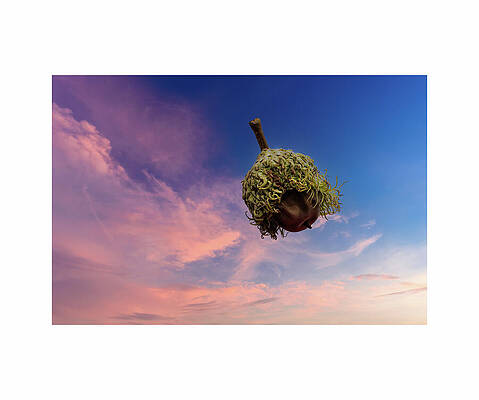 Wall Art featuring the photograph Burr Oak - Falling From SKy by Robert Niemeier