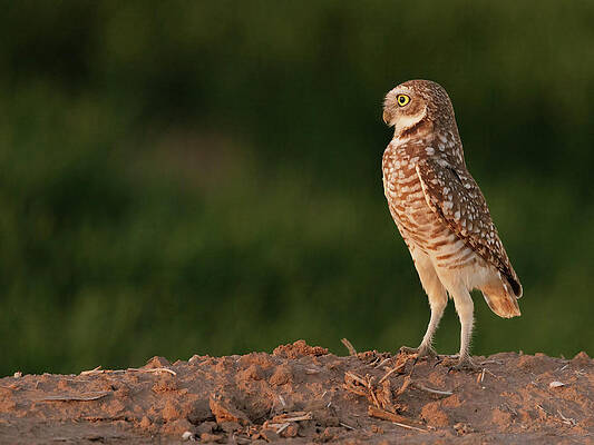 Wall Art featuring the photograph Burrowing Owl 1 by Jean Noren