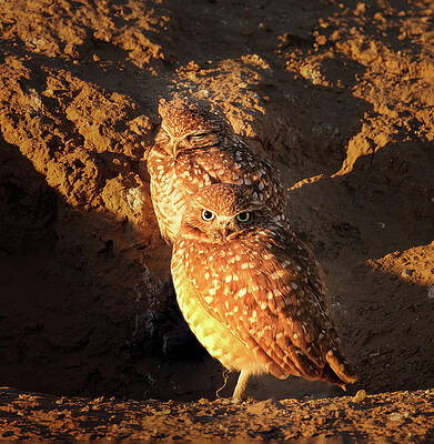 Wall Art featuring the photograph Burrowing Owl 2 by Jean Noren