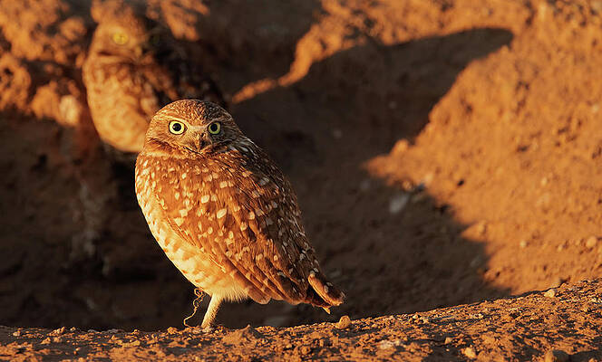 Wall Art featuring the photograph Burrowing Owl 3 by Jean Noren