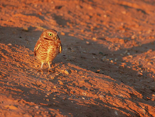 Wall Art featuring the photograph Burrowing Owl 6 by Jean Noren