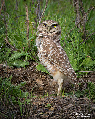 Burrowing Owl in Natural Habitat Wall Art