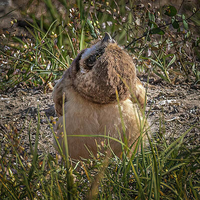 Oregon Photograph - Burrowing Owl Yoga by Tim Lyden