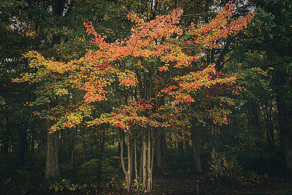 Fall Photograph - Burst Of Color by Jason Fink