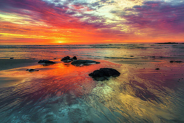 Maine Wall Art featuring the photograph Burst Of Color On Marginal Way by Penny Polakoff