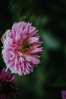 Flower Photograph - Busy Bee by Nova Rae
