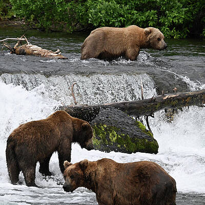 Wall Art featuring the photograph Busy Day At Brook Falls by Harry Banks