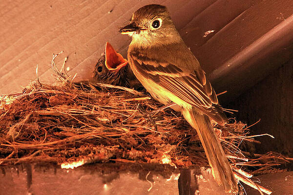Busy Momma Bird  by Rick Perkins
