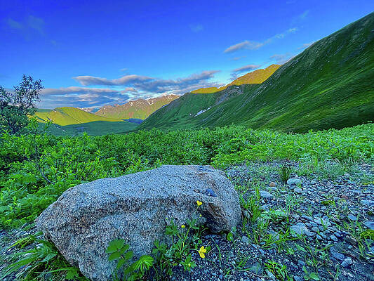 Landscape Wall Art featuring the photograph Butter Cup by Harry Banks