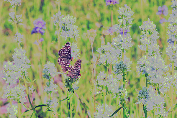 Butterflies Among Spring Blooms Photograph