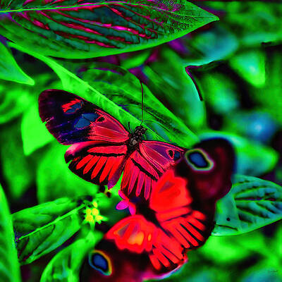 Butterfly Photograph - Butterflies by Bruce Block