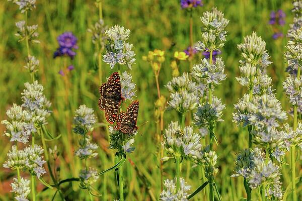 Butterflies in a Field of Wildflowers Photograph