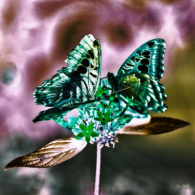 Butterfly Photograph - Butterflies On A Flower by Bruce Block
