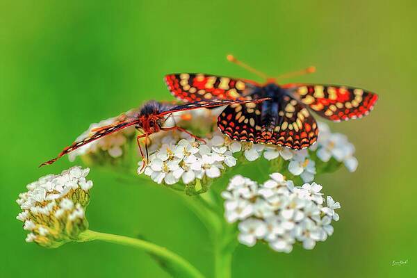 Butterflies on White Flowers Photograph