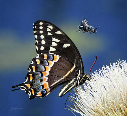 Wildlife Photograph - Butterfly And Bee #1068 by Dan Beauvais