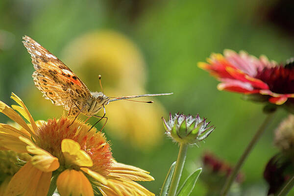 Wall Art featuring the photograph Butterfly And Flower by Lisa Chorny