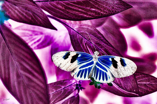 Butterfly Photograph - Butterfly by Bruce Block