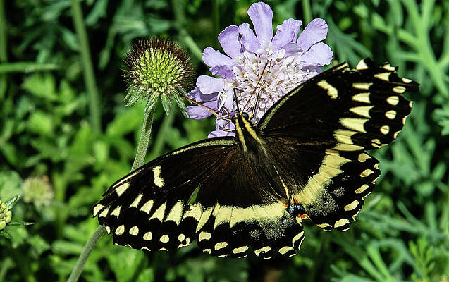 Flower Wall Art featuring the photograph Butterfly Business by Bonnie Colgan