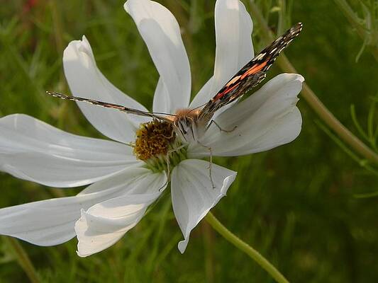 Wildlife Wall Art featuring the photograph Butterfly Face by Amanda R Wright