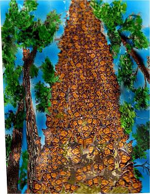 Mixed Media - Butterfly Haven by Pamela Calhoun