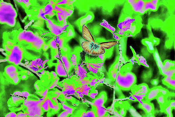 Butterfly Photograph - Butterfly In The Woods by Bruce Block
