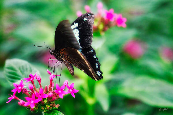 Butterfly Photograph - Butterfly On A Flower by Bruce Block