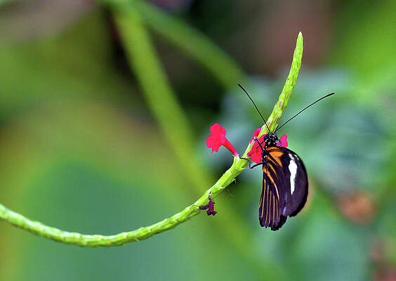 Wall Art featuring the photograph Butterfly On A Stalk by Bob Falcone
