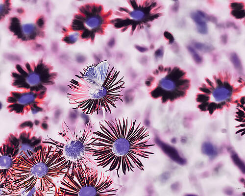 Butterfly Photograph - Butterfly On Aster Wildflowers by Bruce Block