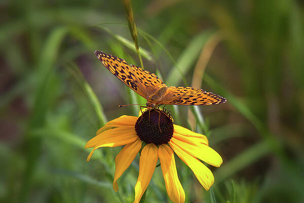 Wildflower Photograph - Butterfly On Flower by Bob Falcone
