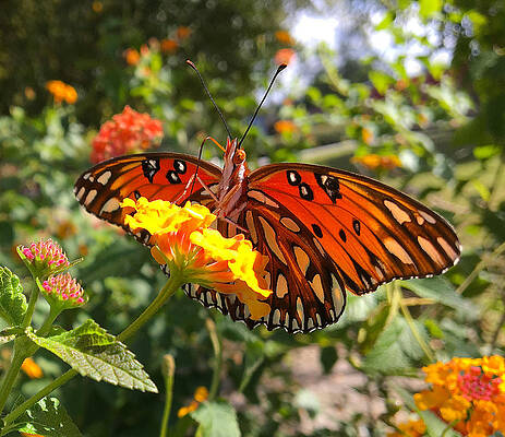 Natural Photograph - Butterfly On Lantana by Greg Lane