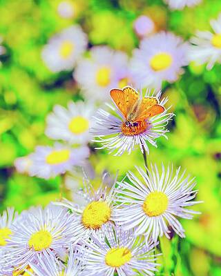 Butterfly on Vibrant Daisies Photograph