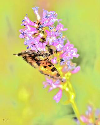 Butterfly on Vibrant Wildflower Wall Art
