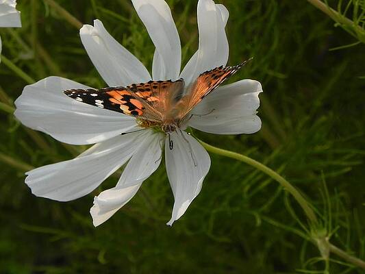 Wildlife Wall Art featuring the photograph Butterfly On White Flower by Amanda R Wright
