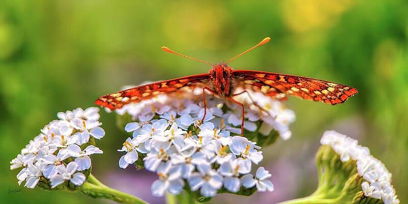 Butterfly on White Flowers Photograph