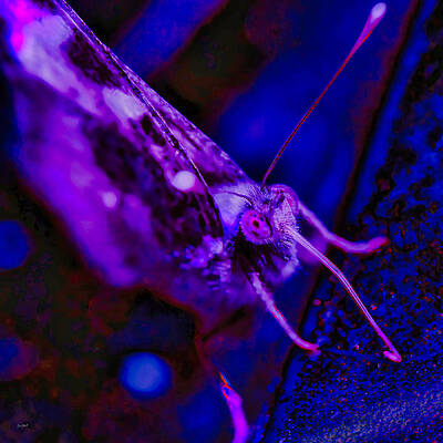 Butterfly Photograph - Butterfly Portrait by Bruce Block