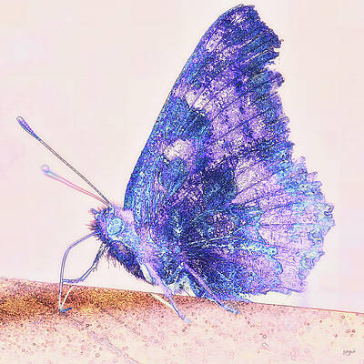 Butterfly Photograph - Butterfly Portrait Edit #2 by Bruce Block