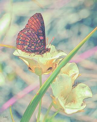 Butterfly Resting on a Flower Digital Art
