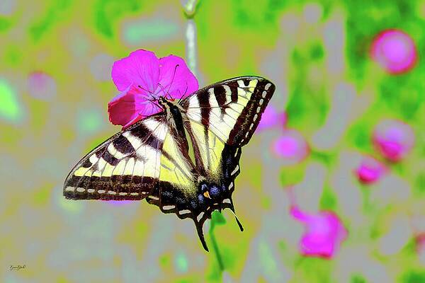Butterfly Resting on Pink Flower Wall Art