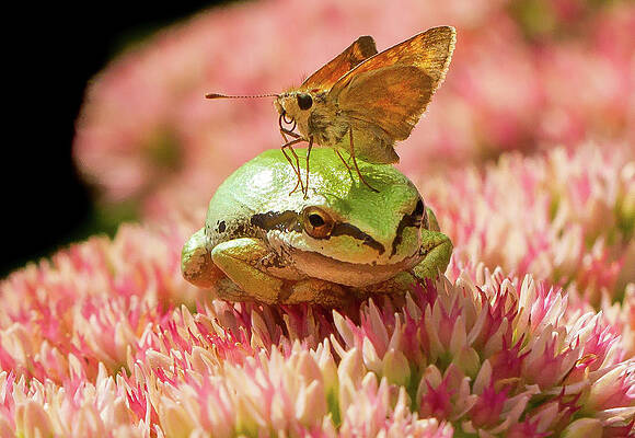 Wild Wall Art featuring the photograph Skipper Butterfly Resting On Tree Frog by Jean Noren