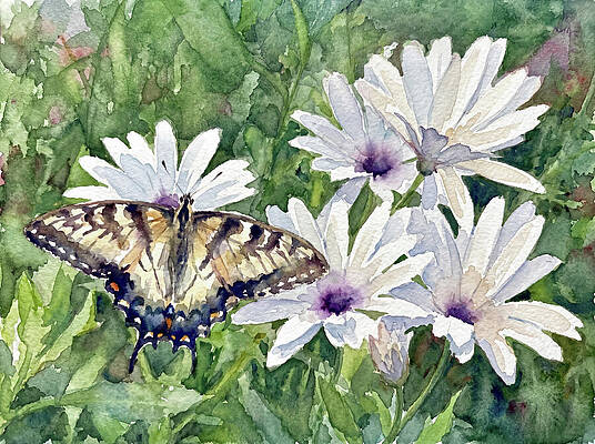 Butterfly Resting on White Daisies by Bonnie Colgan