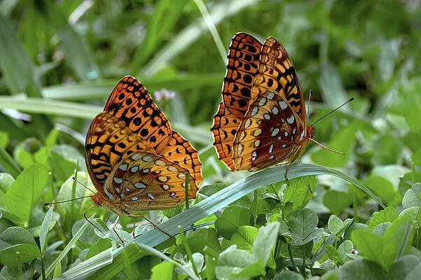 Spring Photograph - Butterfly Seesaw by Gina Fitzhugh