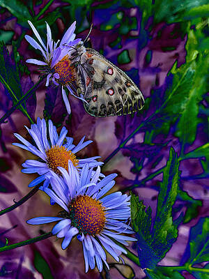 Butterfly Photograph - Butterfly Sleeping On A Flower -Clodius Parnassian by Bruce Block