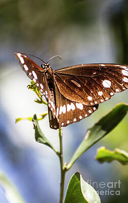 Natural Wall Art featuring the photograph Butterfly Tropics #1 by Jorgo Photography