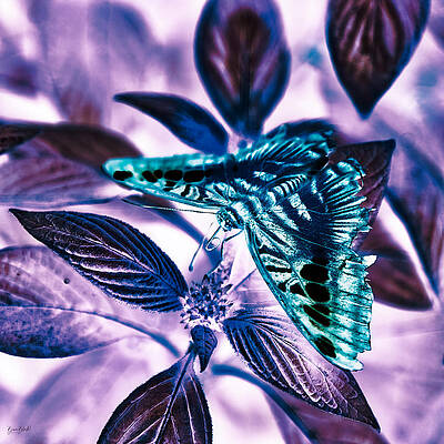 Butterfly Photograph - Butterly by Bruce Block