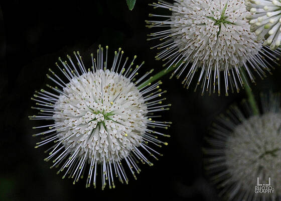 Natural Florida Photograph - Buttonball Galaxy by Decoris Art
